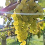 IMG_20210911_102454